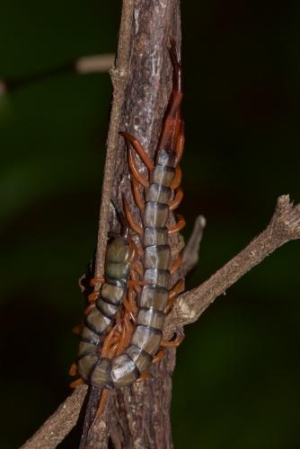 Réf. 219 785 : Scolopendra sp.